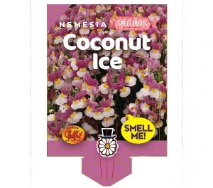 Nemesia ‘Coconut Ice’ 6″ Pot 6 Nemesia ‘Coconut Ice’ 6″ Pot - Image 4