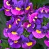 Nemesia ‘Sugarberry’ 6″ Pot 2 Nemesia ‘Sugarberry’ 6″ Pot -Planters Shop Nemesia Sugarberry 1