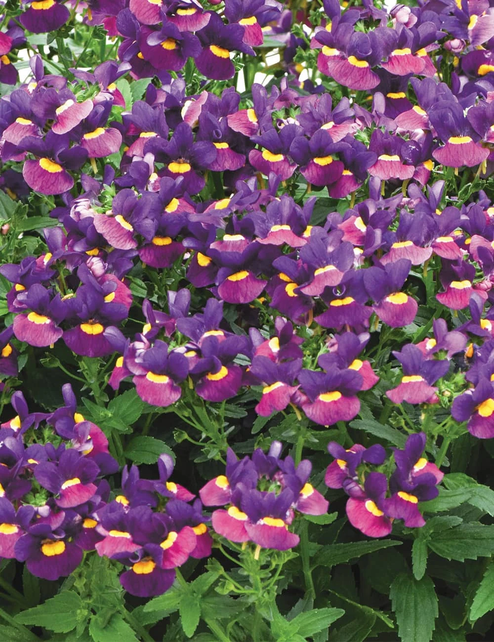 Nemesia ‘Sugarberry’ 6″ Pot 4 Nemesia ‘Sugarberry’ 6″ Pot - Image 2