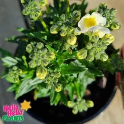 Nemesia Sweet Surprise ‘Cream White’ 6″ Pot 8 Nemesia Sweet Surprise ‘Cream White’ 6″ Pot -Planters Shop Nemesia Sweet Surprise Cream White 6inch Pot 1