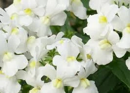 Nemesia Sweet Surprise ‘Cream White’ 6″ Pot 3 Nemesia Sweet Surprise ‘Cream White’ 6″ Pot
