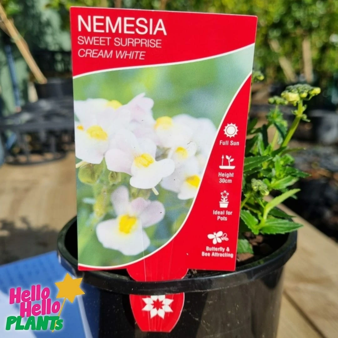Nemesia Sweet Surprise ‘Cream White’ 6″ Pot 6 Nemesia Sweet Surprise ‘Cream White’ 6″ Pot - Image 4