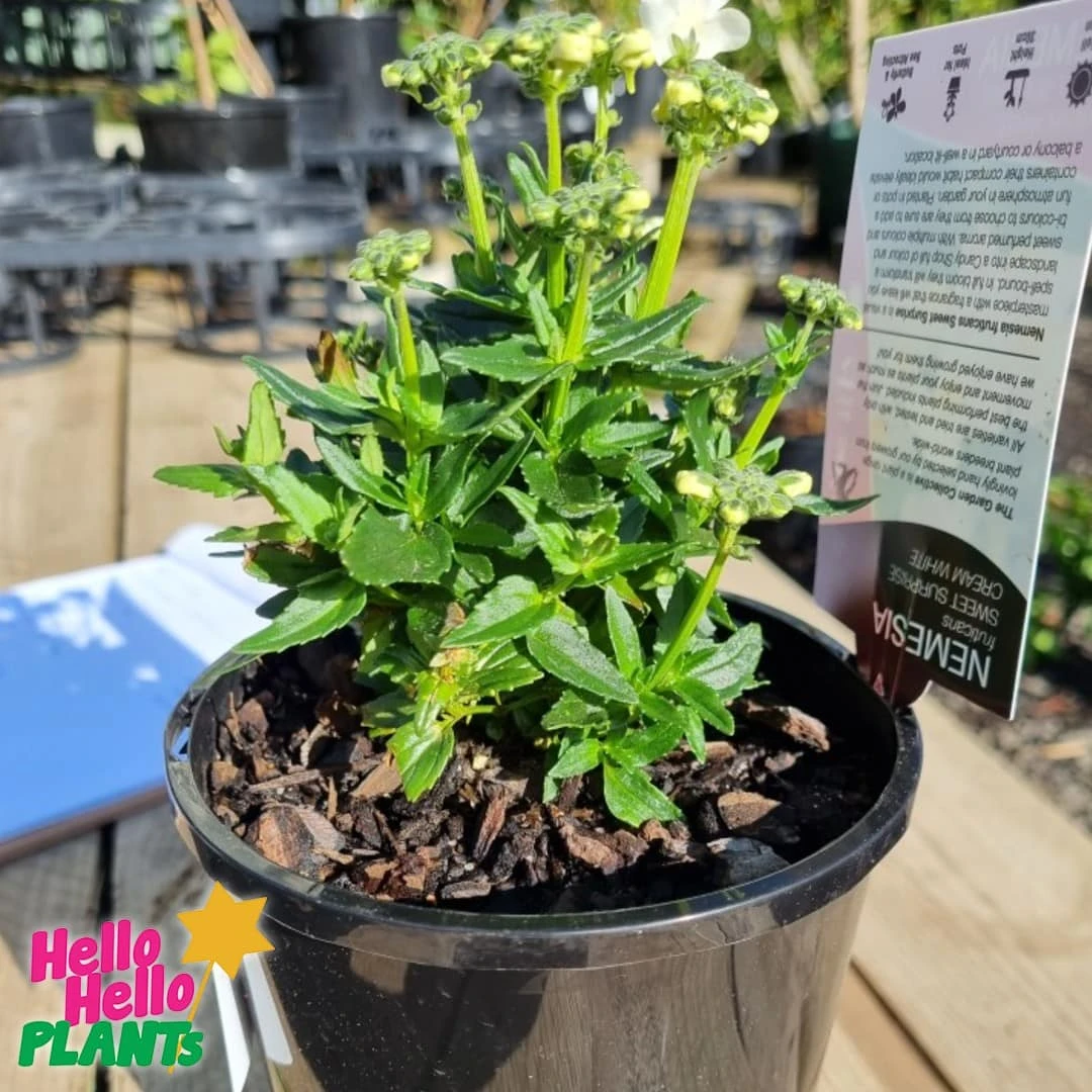 Nemesia Sweet Surprise ‘Cream White’ 6″ Pot 4 Nemesia Sweet Surprise ‘Cream White’ 6″ Pot - Image 2
