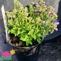 Nemesia Sweet Surprise ‘Purple And White’ 6″ Pot 7 Nemesia Sweet Surprise ‘Purple And White’ 6″ Pot -Planters Shop Nemesia Sweet Surprise Purple and White 6inch pot 1