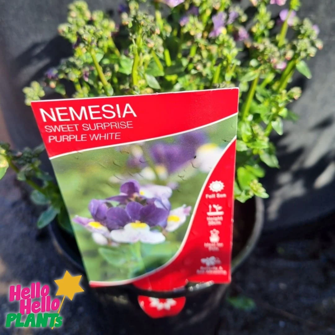 Nemesia Sweet Surprise ‘Purple And White’ 6″ Pot 4 Nemesia Sweet Surprise ‘Purple And White’ 6″ Pot - Image 2