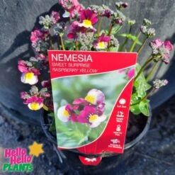Nemesia Sweet Surprise ‘Raspberry And Yellow’ 6″ Pot -Planters Shop Nemesia Sweet Surprise Raspberry and Yellow 6 Pot