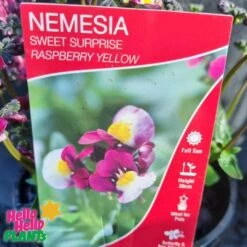 Nemesia Sweet Surprise ‘Raspberry And Yellow’ 6″ Pot -Planters Shop Nemesia Sweet Surprise Raspberry and Yellow Label