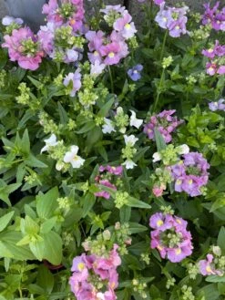 Nemesia ‘Poetry Mix’ 4″ Pot -Planters Shop Nemesia foetans Poetry Mix assorted colours scaled 1