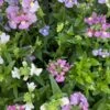 Nemesia ‘Poetry Mix’ 4″ Pot 2 Nemesia ‘Poetry Mix’ 4″ Pot -Planters Shop Nemesia foetans Poetry Mix flowering multicoloured scaled 1