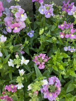 Nemesia ‘Poetry Mix’ 4″ Pot