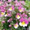 Nemesia Sweet Surprise ‘Pink Cream Yellow’ 6″ Pot