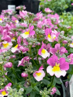 Nemesia Sweet Surprise ‘Pink Cream Yellow’ 6″ Pot