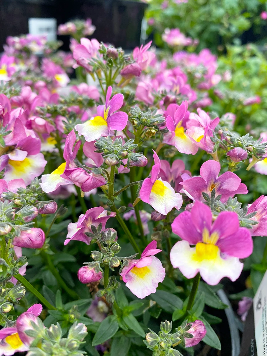 Nemesia Sweet Surprise ‘Pink Cream Yellow’ 6″ Pot 3 Nemesia Sweet Surprise ‘Pink Cream Yellow’ 6″ Pot