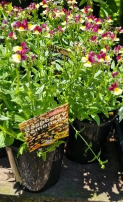 Nemesia ‘Raspberry Lemonade’ 6″ Pot -Planters Shop Nemesia ‘Raspberry Lemonade 6″ Pot 2