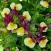 Nemesia ‘Raspberry Lemonade’ 6″ Pot 1 Nemesia ‘Raspberry Lemonade’ 6″ Pot -Planters Shop Nemesia ‘Raspberry Lemonade 6″ Pot Main Photo