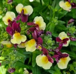 Nemesia ‘Raspberry Lemonade’ 6″ Pot