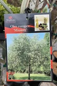 Planters Shop 31 Planters Shop -Planters Shop Olea europaea Mission Olive 1