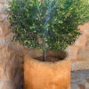 Olea ‘Mission’ Olive Tree -Planters Shop Olea europaea Mission olive