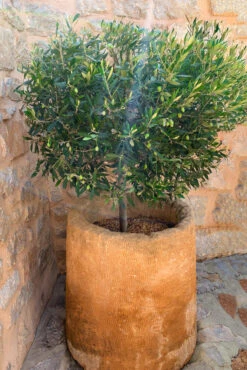 Olea ‘Mission’ Olive Tree