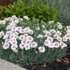 Dianthus ‘Coconut Sundae’ 6″ Pot 2 Dianthus ‘Coconut Sundae’ 6″ Pot -Planters Shop PMA D CoconutSundae05 50pc