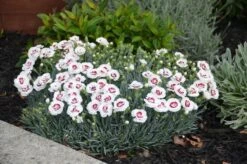 Dianthus ‘Coconut Sundae’ 6″ Pot