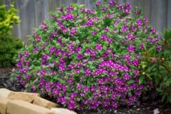 Polygala ‘Little Bibi®’ 10 Polygala ‘Little Bibi®’ -Planters Shop POLYGALA LITTLE BIBI 2