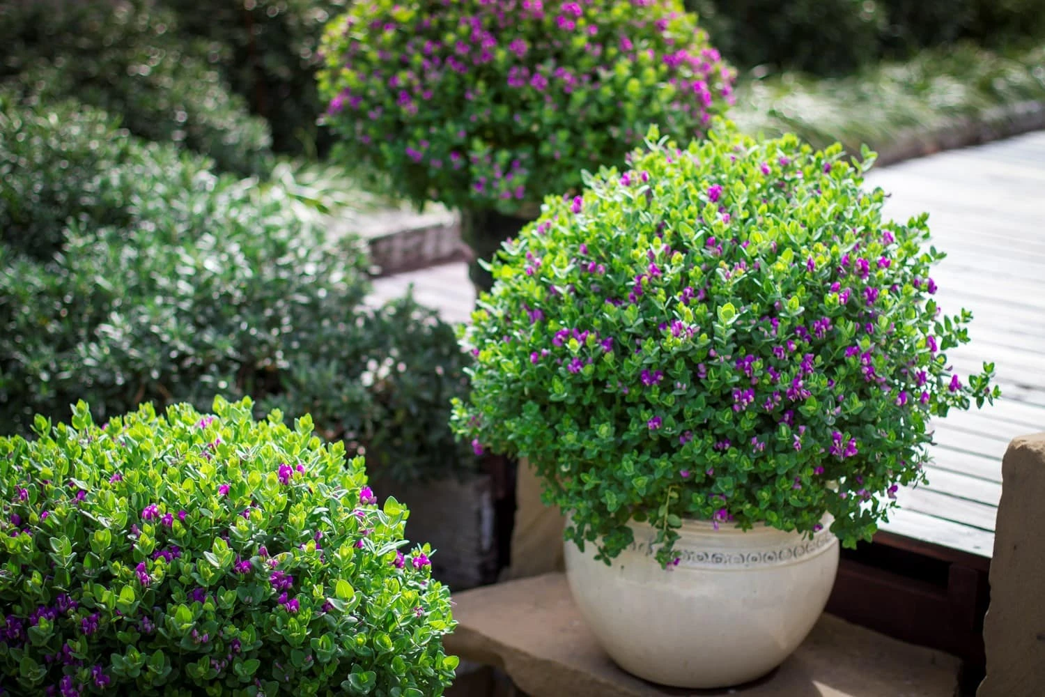 Polygala ‘Little Bibi®’ 7 Polygala ‘Little Bibi®’ - Image 5