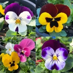 Viola Annual 7″ Pot
