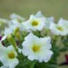 Petunia ‘Dreams™ White’ 4″ Pot 2 Petunia ‘Dreams™ White’ 4″ Pot -Planters Shop Petunia Dreams White