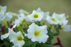 Petunia ‘Dreams™ White’ 4″ Pot