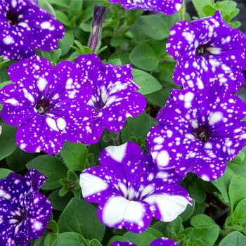 Petunia ‘Night Sky’ 6″ Pot 3 Petunia ‘Night Sky’ 6″ Pot