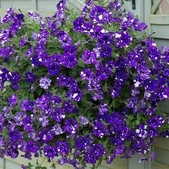 Petunia ‘Night Sky’ 6″ Pot 4 Petunia ‘Night Sky’ 6″ Pot - Image 2