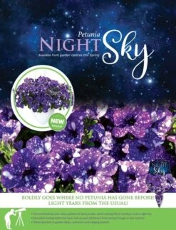 Petunia ‘Night Sky’ 6″ Pot 9 Petunia ‘Night Sky’ 6″ Pot -Planters Shop Petunia Night Sky 3