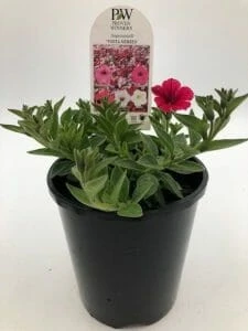 Petunia Supertunia® ‘Paradise’ 6″ Pot 6 Petunia Supertunia® ‘Paradise’ 6″ Pot - Image 4