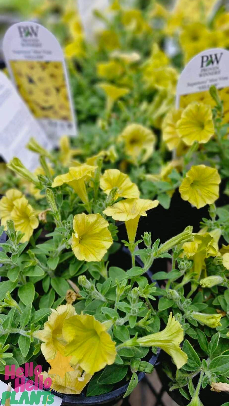 Petunia Supertunia Vista® ‘Yellow’ 6″ Pot 4 Petunia Supertunia Vista® ‘Yellow’ 6″ Pot - Image 2