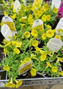 Petunia Supertunia Vista® ‘Yellow’ 6″ Pot 7 Petunia Supertunia Vista® ‘Yellow’ 6″ Pot -Planters Shop Petunia Supertunia Vista® ‘Yellow 6″ Pot Main Photo