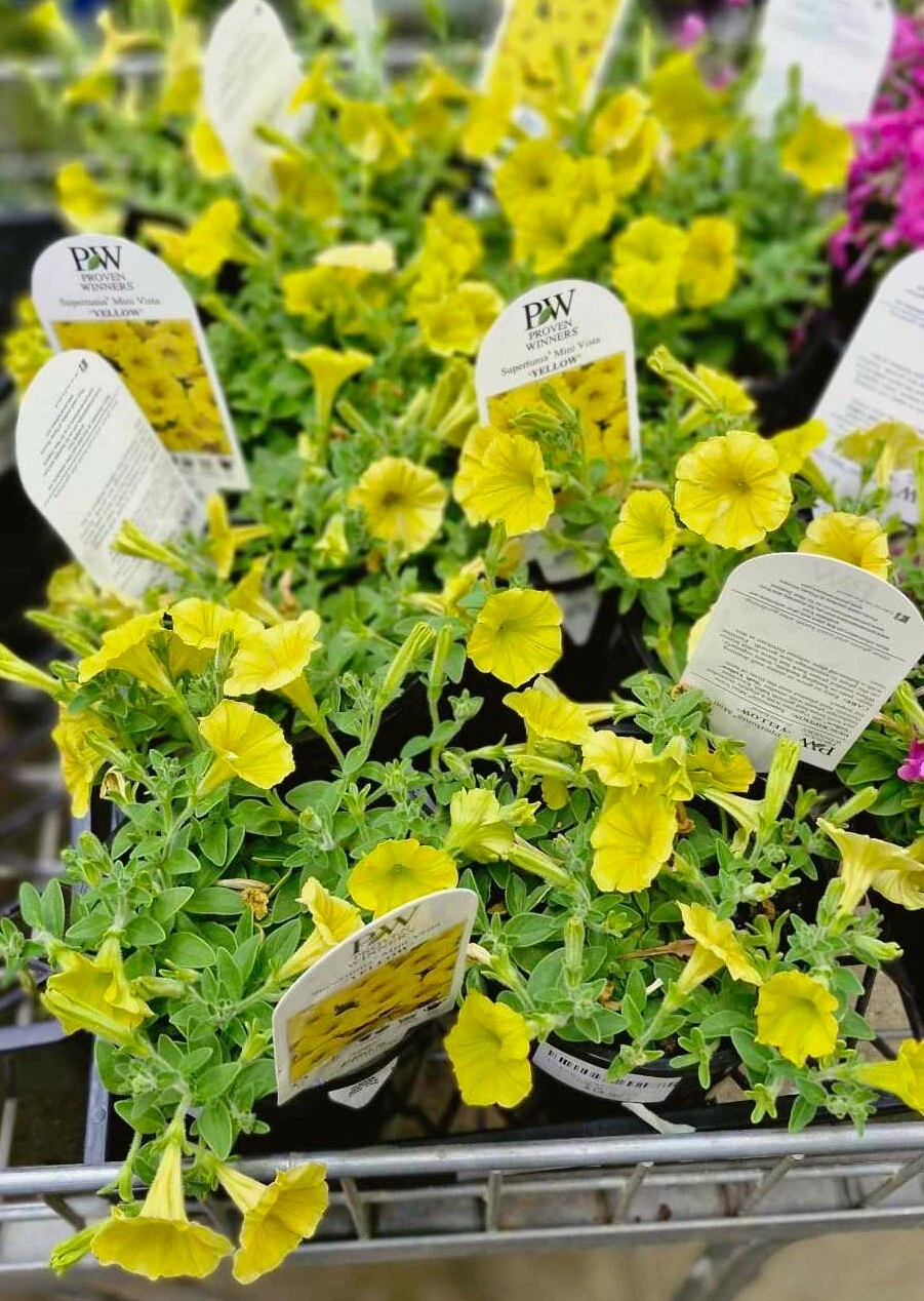 Petunia Supertunia Vista® ‘Yellow’ 6″ Pot 5 Petunia Supertunia Vista® ‘Yellow’ 6″ Pot - Image 3