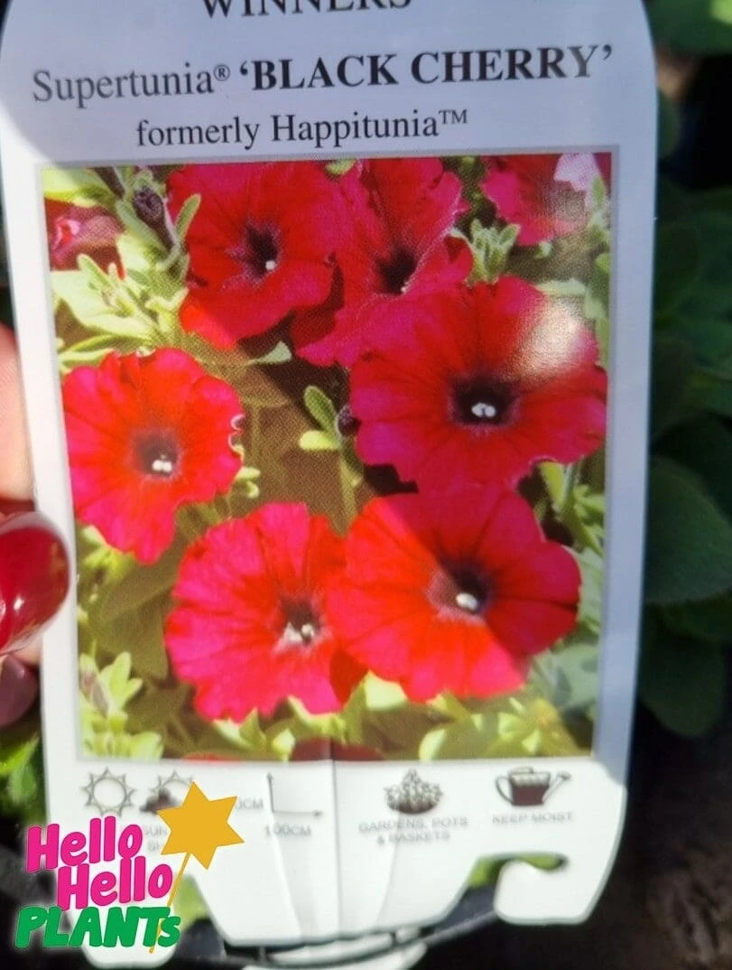 Petunia Supertunia® ‘Black Cherry’ 6″ Pot 5 Petunia Supertunia® ‘Black Cherry’ 6″ Pot - Image 3