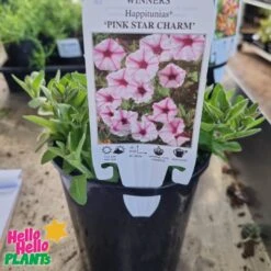 Petunia Supertunia® ‘Pink Star’ 6″ Pot -Planters Shop Petunia Supertunia® Pink Star Charm 6 Pot