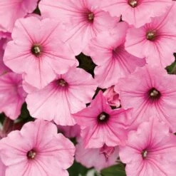 Petunia Supertunia® ‘Vista Bubblegum’ 6″ Pot