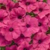 Petunia Supertunia® ‘Paradise’ 6″ Pot