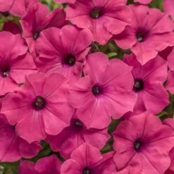 Petunia Supertunia® ‘Paradise’ 6″ Pot