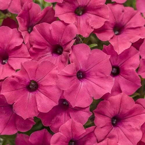 Petunia Supertunia® ‘Paradise’ 6″ Pot 3 Petunia Supertunia® ‘Paradise’ 6″ Pot
