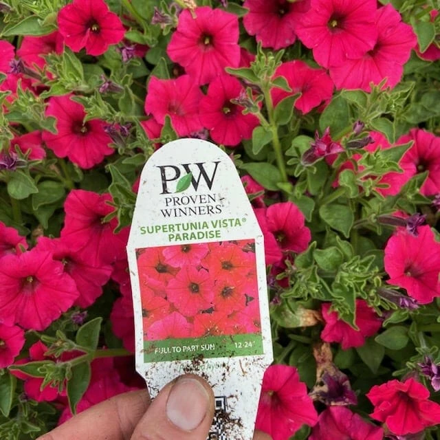Petunia Supertunia® ‘Paradise’ 6″ Pot 4 Petunia Supertunia® ‘Paradise’ 6″ Pot - Image 2