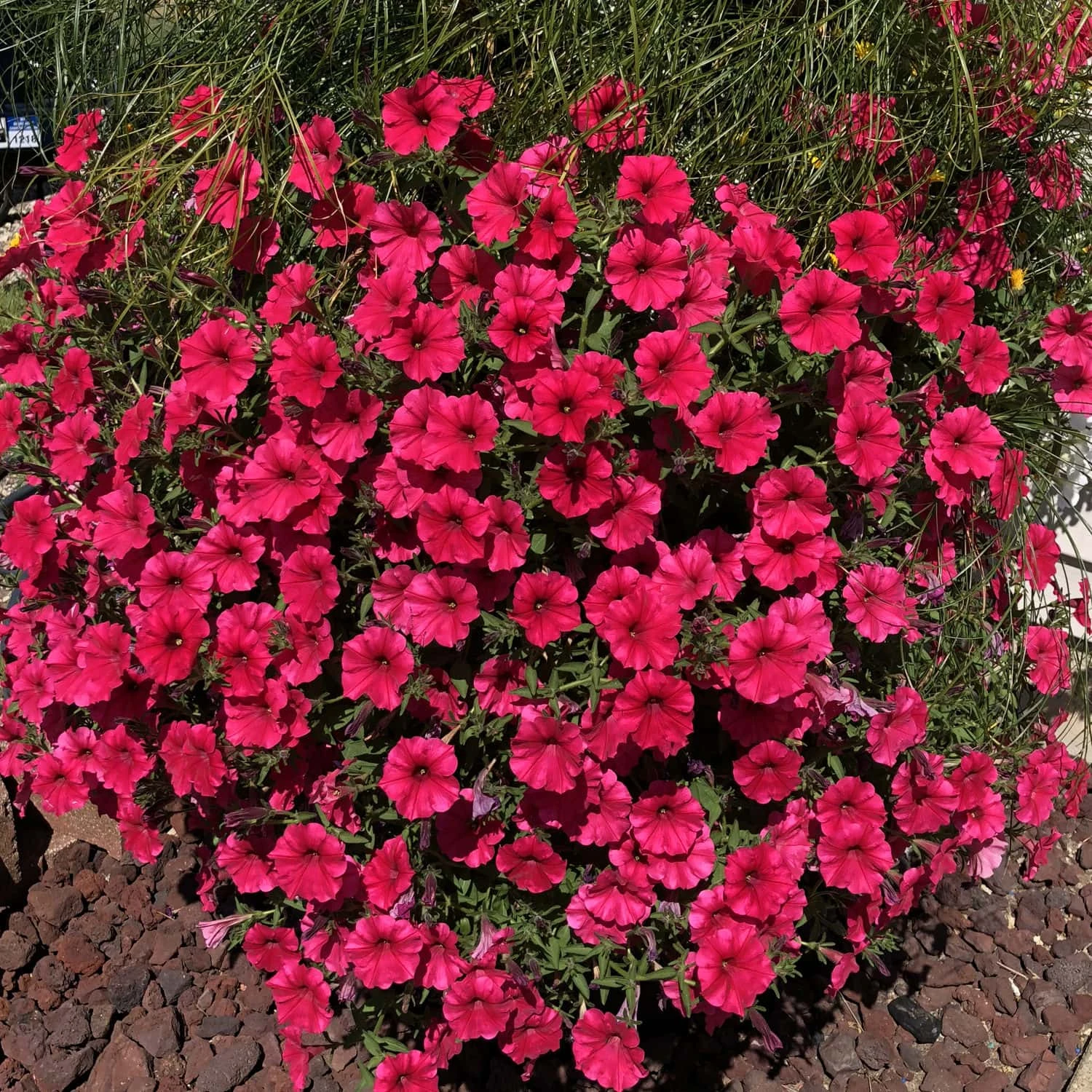Petunia Supertunia® ‘Paradise’ 6″ Pot 5 Petunia Supertunia® ‘Paradise’ 6″ Pot - Image 3