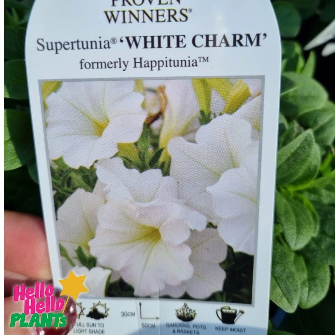Petunia Supertunia® ‘White Charm’ 6″ Pot 5 Petunia Supertunia® ‘White Charm’ 6″ Pot - Image 3