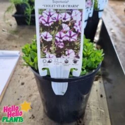 Petunia Supertunia® ‘Violet Charm’ 6″ Pot 7 Petunia Supertunia® ‘Violet Charm’ 6″ Pot -Planters Shop Petunia Supertunia® ‘Violet Charm 6″ Pot