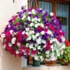 Petunia Assorted Colours 10″ (Hanging Baskets) 1 Petunia Assorted Colours 10″ (Hanging Baskets) -Planters Shop Petunia assorted colours