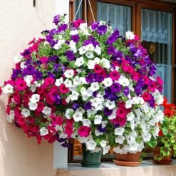 Petunia Assorted Colours 10″ (Hanging Baskets)