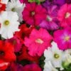 Petunia ‘Colour Parade’ 4″ Pot